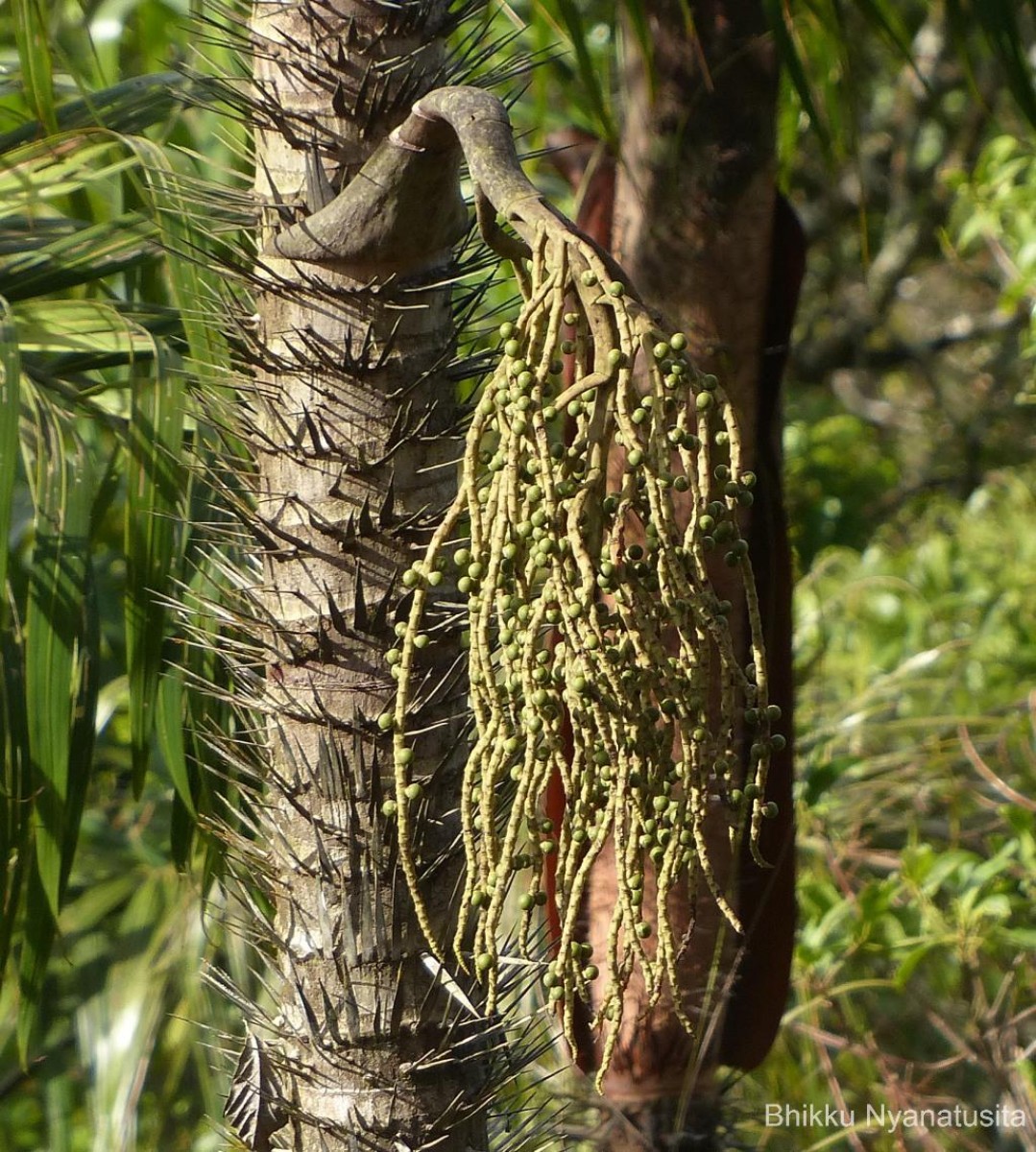 Oncosperma fasciculatum Thwaites